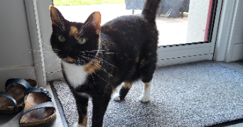 pauline pet sitter à ST SEBASTIEN SUR LOIRE 44230_4
