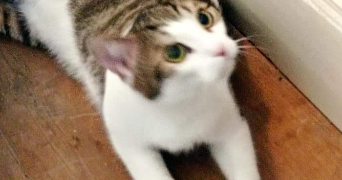 Stephanie pet sitter à LE CATEAU CAMBRESIS 59360_5