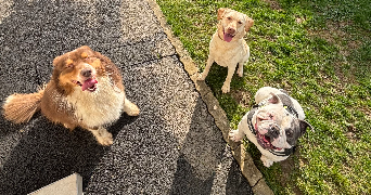 chloé pet sitter à PORT JEROME SUR SEINE 76330_2