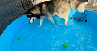 lana pet sitter à MORMANT 77720_3