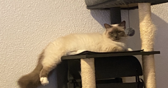 mathilde pet sitter à METZ 57000_5