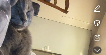 béthany pet sitter à BOBIGNY 93000_3
