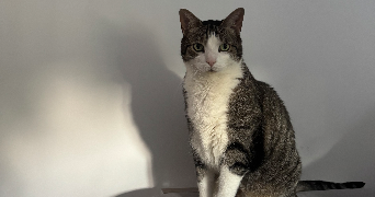 emysphia pet sitter à CARRIERES SOUS POISSY 78955_5