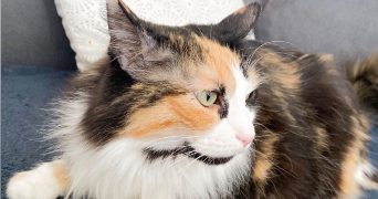 evodie pet sitter à ROUEN 76100_4