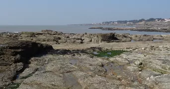 lucile dog sitter à Saint Germain sur Moine 49230