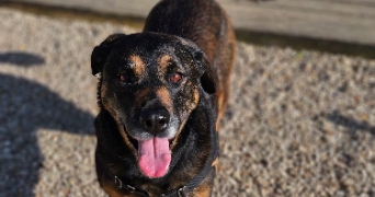 marlene pet sitter à AUNEAU BLEURY ST SYMPHORIEN 28700_60