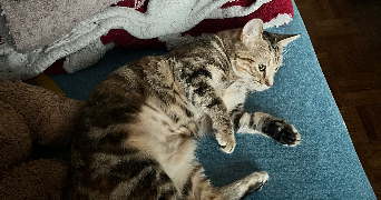 feng pet sitter à LE KREMLIN BICETRE 94270_5