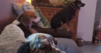 maeva pet sitter à HAUVILLE 27350_1