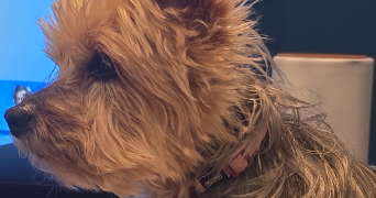 neilina pet sitter à NANTES 44100_1