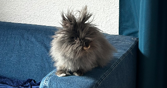 salomé pet sitter à SEVRIER 74320_5