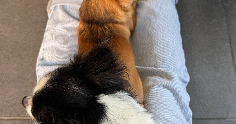 oceane pet sitter à SEVRIER 74320_24