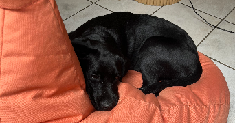 celestine dog sitter à LYON 02 69002_1
