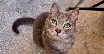 emma pet sitter à LYON 09 69009_6