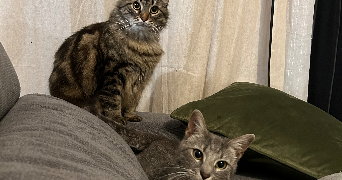 chloé pet sitter à AUXERRE 89000_1