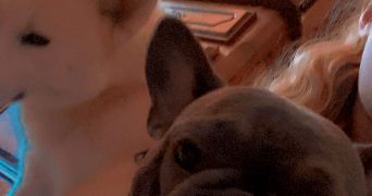 wendy pet sitter à CAHORS 46000_1