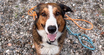 marie pet sitter à CONQUES SUR ORBIEL 11600_6
