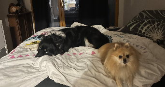 magali pet sitter à LE LUC 83340_4