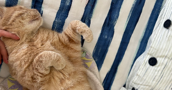animélo pet sitter à ST YVI 29140_1
