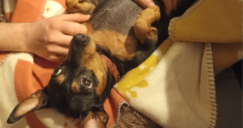 anaïs pet sitter à GAILLARD 74240_6