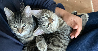 jeanne cat sitter à PARIS 05 75005_3