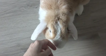 mélodine pet sitter à LA CHAPELLE DES FOUGERETZ 35520_9