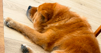 teddy pet sitter à LE CATEAU CAMBRESIS 59360_7