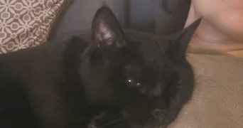 ludivine pet sitter à TOULON 83100_1