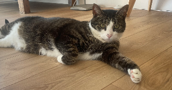 héloise pet sitter à AIZENAY 85190_6