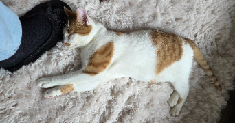 elodie pet sitter à CHARLY 69390_8