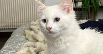 louna pet sitter à DUNKERQUE 59640_1