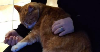 sacha pet sitter à Lille 59000_1