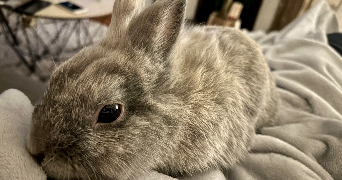 morgan pet sitter à PARIS 11 75011_3