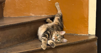 marine pet sitter à CHATEAUVILLAIN 52120_3