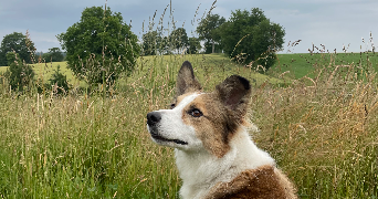 nina pet sitter à ACIGNE 35690_1