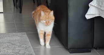 gabrielle pet sitter à VILLAZ 74370_5