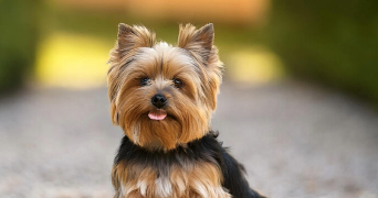 marie christine dog sitter à SOULLANS 85300_4