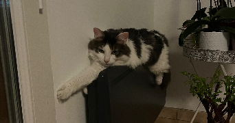 aurélie pet sitter à SAINS EN GOHELLE 62114_4