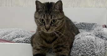 eva pet sitter à ST OUEN SUR SEINE 93400_1