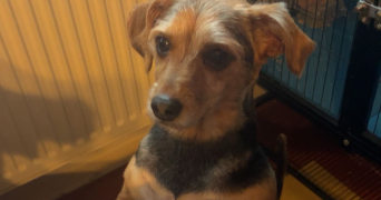 ashley pet sitter à HAUCOURT MOULAINE 54860_1