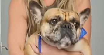 aline pet sitter à WOUSTVILLER 57915_1