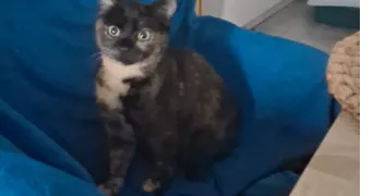 anne pet sitter à GUEMENE PENFAO 44290