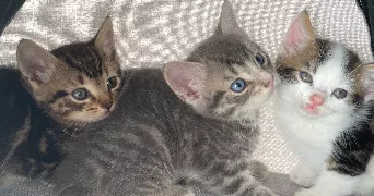 melissa pet sitter à OBERHOFFEN SUR MODER 67240