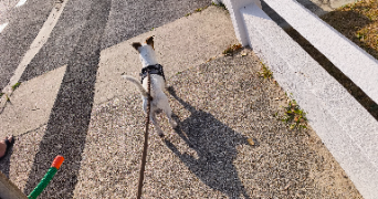 guillaume pet sitter à QUERENAING 59269_2