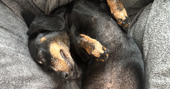 louis et jéromine  pet sitter à PARIS 10 75010_5