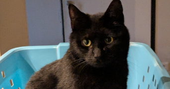 anthony pet sitter à GROSBREUIL 85440_9