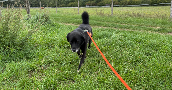 louise pet sitter à AVON 77210_1