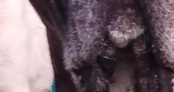 stephane dog sitter à NIMES 30000
