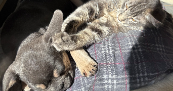 alexandra pet sitter à ANNEMASSE 74100_2