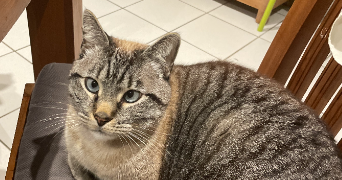 erine pet sitter à GOUESNOU 29850_1