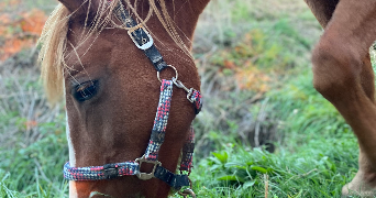 mathilda pet sitter à BEDEILLE 64460_1